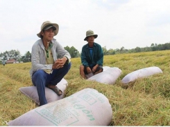 Vietnam’s rice sector prospects expected to improve soon