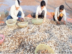 Vietnamese bivalve mollusc exports dropped 10% in 2018