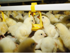 Benefits of nutritional supplementation at the embryonic stage in broilers