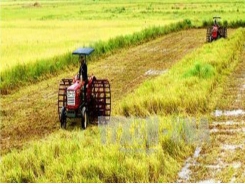 Bạc Liêu to continue expansion of large-scale rice fields