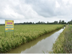 Canh tác lúa thông minh trên đất nuôi tôm