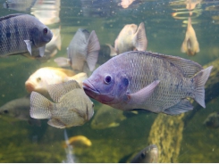 Even fish like pizza: By-product meal may drop feed price, support tilapia growth