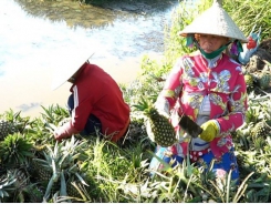 Hau Giang Nearly 70 million USD needed for agro sector