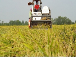Rice export slump affects local prices