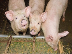 5 feeding strategies to combat piglet diarrhea