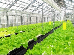 Japanese firms interested in high-tech farming in Bac Lieu