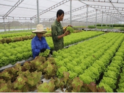 Kiên Giang aims to raise value of key farming products