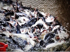 Catfish firms seek to exploit domestic market