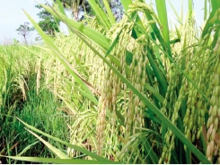 Vietnam elevates rice brand in demanding markets