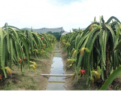 Organic dragon fruit cultivation expands in Long An