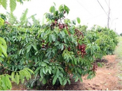 Difficulties still ahead for coffee sector: insiders