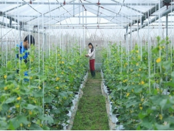 Hà Nội promotes science and technology in agricultural production