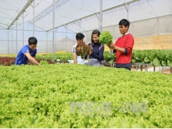 Thái Nguyên high-tech agricultural zone set up