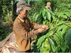 Coffee farmers suffer poor crop, low price