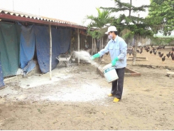 Phòng bệnh cho gà vào mùa mưa