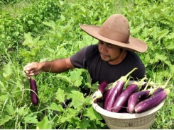 Bali, Indonesia - Ngành du lịch sụp đổ, giới trẻ chuyển hướng làm nông