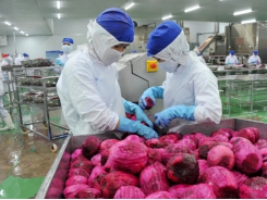 Enhancing the frequency of inspections of dragon fruits exported to Europe