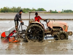 Rice production by sowing tray, planting machine helps reducing half rice seeds