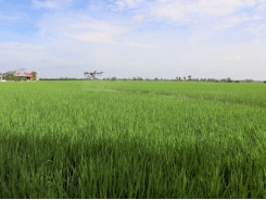 Applying SRP standards in production produces quality rice