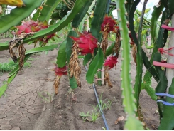 Bình Thuận strives to optimise protected GI of dragon fruit in Japan