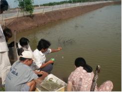 Nông Dân Trà Vinh Thả Nuôi Gần 70 Triệu Con Cua Giống