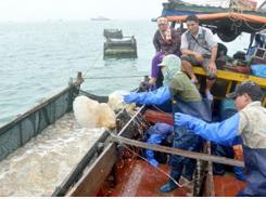 Jellyfish exploitation in Co To Island