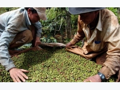 Vietnam's Q1 coffee exports to India cool after brief trade row over pests