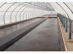 New nursery diet for shrimp performs well at super-high stocking densities