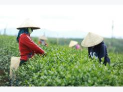 80% sản lượng trà ô long Long Đỉnh được xuất khẩu