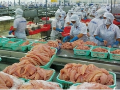 Vietnamese tra fish exporters oppose unfair US duties on fish fillets