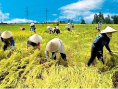 Vietnam’s agriculture exports on track to reach record high