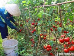 Cà chua tăng giá, nông dân phấn khởi vì có lãi