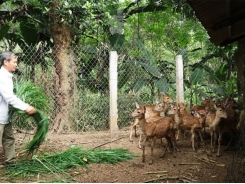 Deer farming improve lives of farmers in Ha Tinh