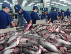 Catfish falls in price as Vietnamese master technology, increase productivity