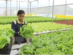 Ho Chi Minh City supports agricultural start-ups