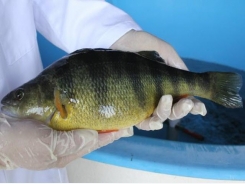 Breeding for faster-growing bluegills, yellow perch