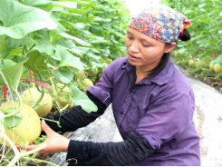 Bac Giang builds over 20 net houses growing vegetables and flowers