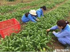 Chuyên gia Nhật hiến kế để nông dân tăng thu nhập