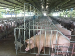 VN livestock industry in danger as imports are too cheap