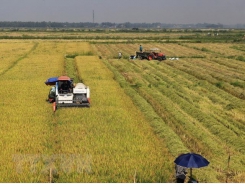 Vietnamese rice industry needs value chains