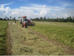 China no longer largest rice buyer of Vietnam