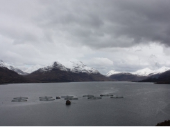 Salmon firms face major EU investigation