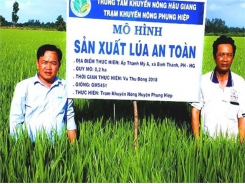 Hau Giang to pilot smart rice cultivation