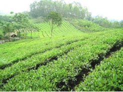 Phu Tho to invest 5 million USD in tea industry development