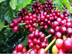 Vietnam attends international coffee, tea expo in Singapore