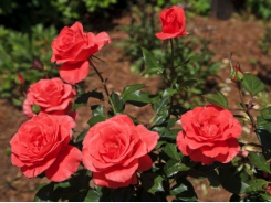 The delicate art of large-scale rose farming