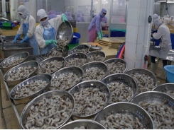 Vietnam aims to earn 4.2 billion USD from shrimp exports