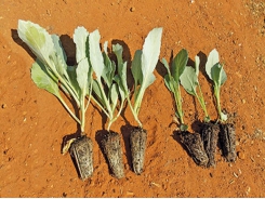 Choose the right cabbage seedlings