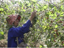 Quang Tri enjoys bumper black berry crop, good price