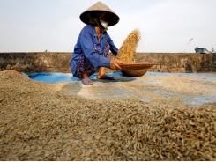 Asia rice: Thai drought raises supply jitters, Vietnam rates at over 1-yr high